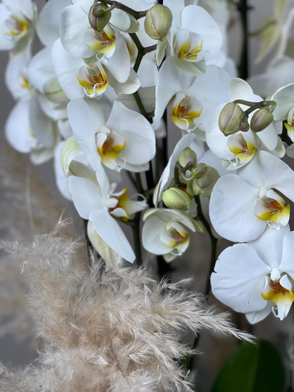 White Pampas Shine 6 Dallı 